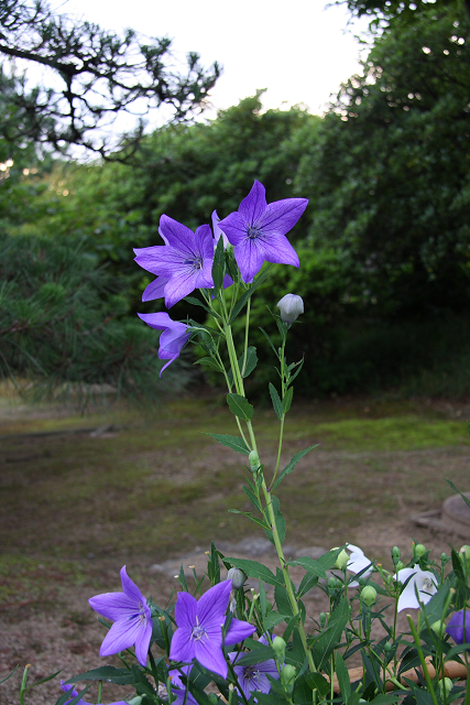 京都回顧 初夏の花咲くお寺－智積院の桔梗－ _b0169330_17491452.jpg