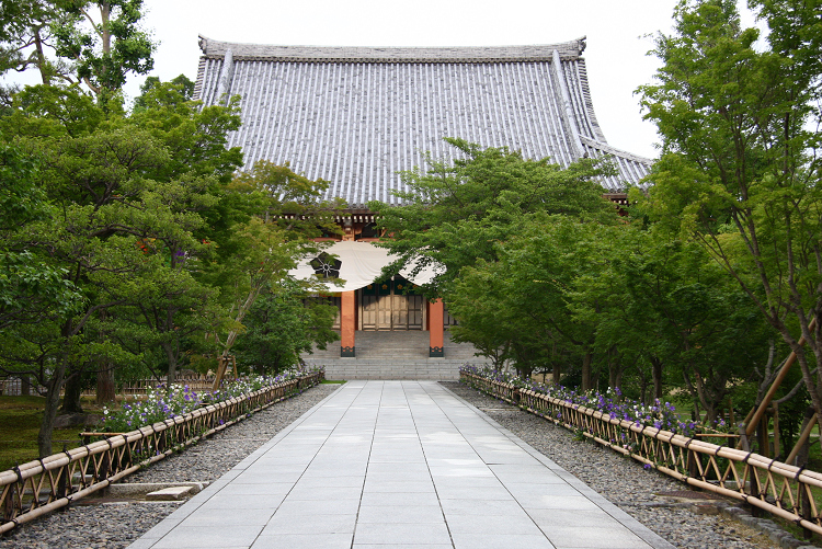 京都回顧 初夏の花咲くお寺－智積院の桔梗－ _b0169330_17494012.jpg