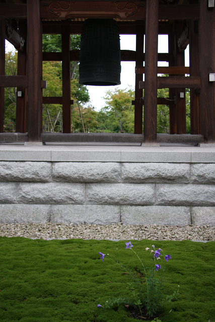 京都回顧 初夏の花咲くお寺－智積院の桔梗－ _b0169330_21551395.jpg