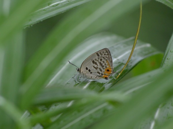 c0045352_15272651.jpg
