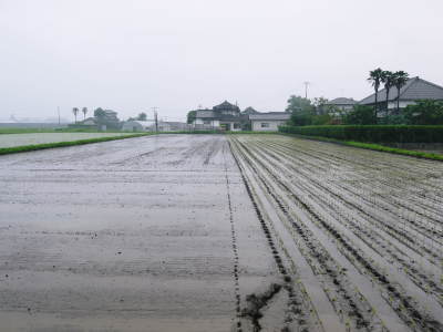 健康農園さんの令和元年の田植えの様子!菊池農業高校生さん達と共に!今年も無農薬栽培で育てます!前編_a0254656_16532249.jpg