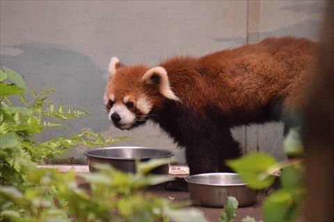 もふてく☆ゴールデンパン祭り2019夢見編・その1_b0338756_19165516.jpg