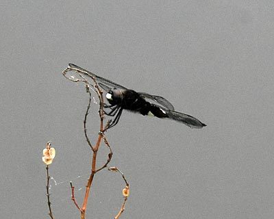 e0035757_11170301.jpg