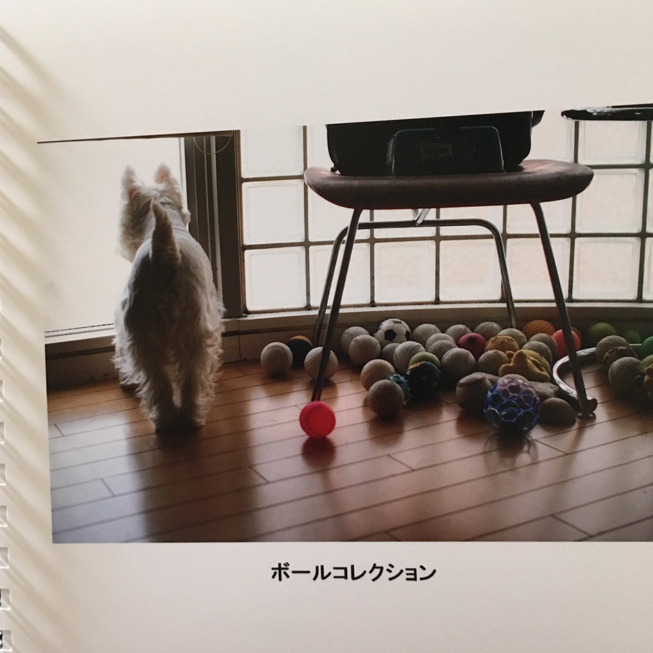うちのアミィは、あの子を見ていた。_b0107163_11004150.jpg