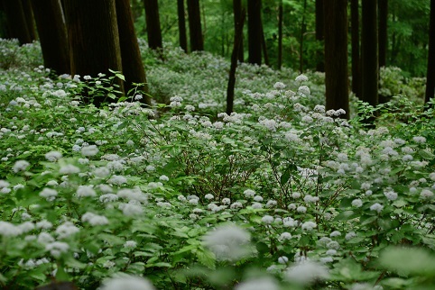 コアジサイの咲く森　　大天井ヶ岳_c0303868_03434134.jpg