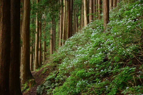 コアジサイの咲く森　　大天井ヶ岳_c0303868_03452357.jpg