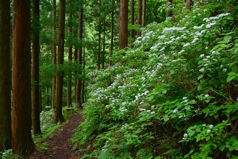 コアジサイの咲く森　　大天井ヶ岳_c0303868_03454459.jpg