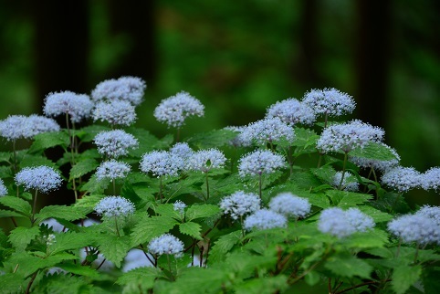 コアジサイの咲く森　　大天井ヶ岳_c0303868_03465640.jpg