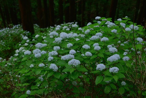 コアジサイの咲く森　　大天井ヶ岳_c0303868_03472086.jpg