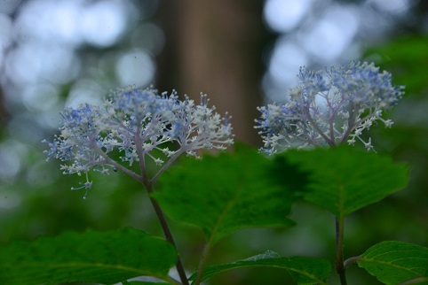 コアジサイの咲く森　　大天井ヶ岳_c0303868_03474452.jpg