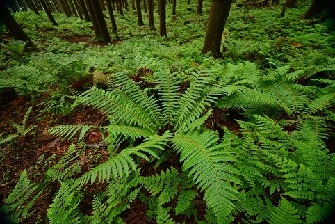 コアジサイの咲く森　　大天井ヶ岳_c0303868_03481079.jpg