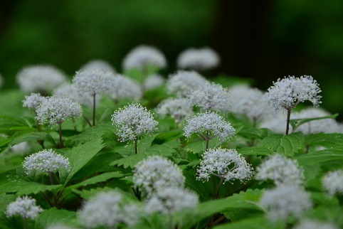 コアジサイの咲く森　　大天井ヶ岳_c0303868_03483403.jpg