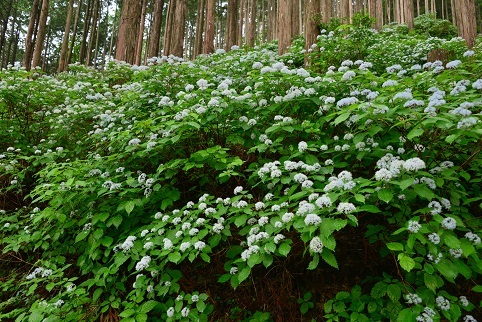 コアジサイの咲く森　　大天井ヶ岳_c0303868_03485877.jpg