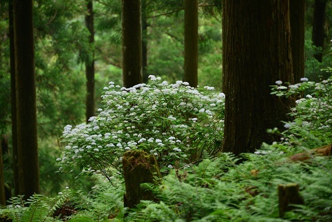 コアジサイの咲く森　　大天井ヶ岳_c0303868_03491584.jpg