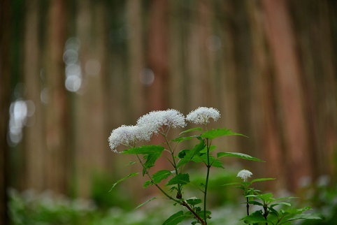 コアジサイの咲く森　　大天井ヶ岳_c0303868_03495362.jpg