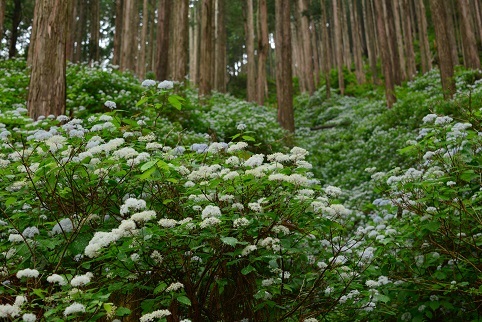 コアジサイの咲く森　　大天井ヶ岳_c0303868_03502196.jpg