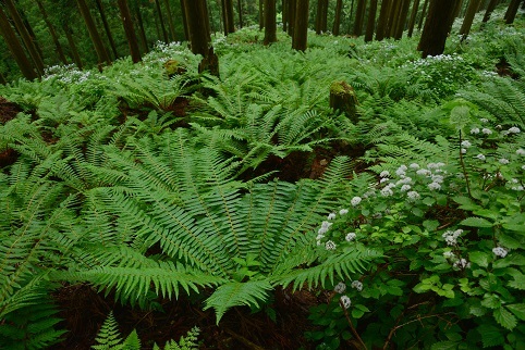 コアジサイの咲く森　　大天井ヶ岳_c0303868_03515576.jpg