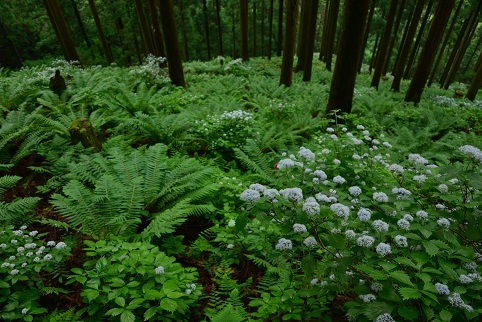 コアジサイの咲く森　　大天井ヶ岳_c0303868_03521240.jpg