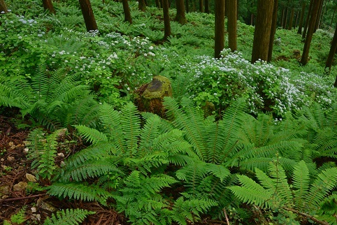 コアジサイの咲く森　　大天井ヶ岳_c0303868_03523842.jpg