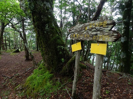 コアジサイの咲く森　　大天井ヶ岳_c0303868_03552372.jpg