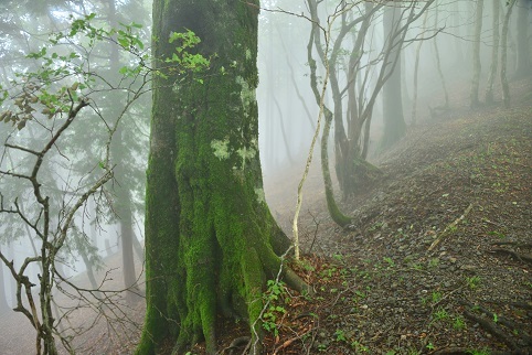 コアジサイの咲く森　　大天井ヶ岳_c0303868_03560006.jpg