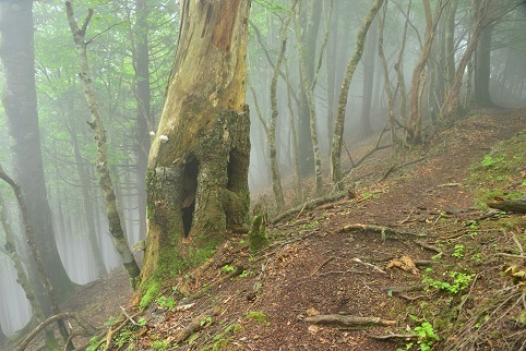 コアジサイの咲く森　　大天井ヶ岳_c0303868_03561953.jpg