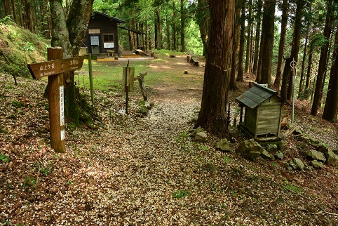 コアジサイの咲く森　　大天井ヶ岳_c0303868_03580823.jpg