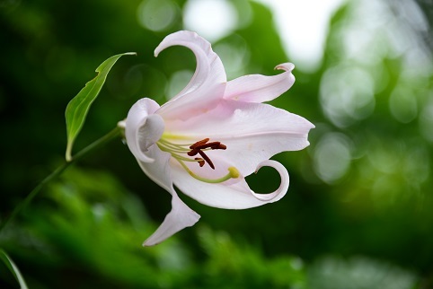 コアジサイの咲く森　　大天井ヶ岳_c0303868_03595480.jpg