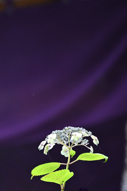 b0183370_17211130.jpg