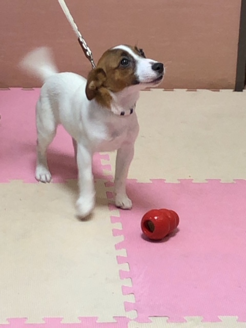 パピー教室(2019.6・30)_e0367571_23042166.jpg