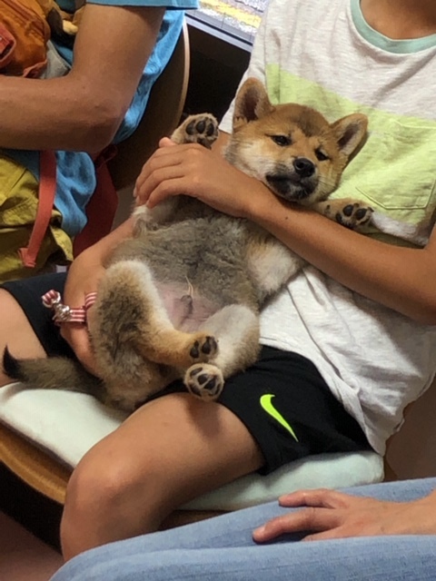 パピー教室(2019.6・30)_e0367571_23052541.jpg