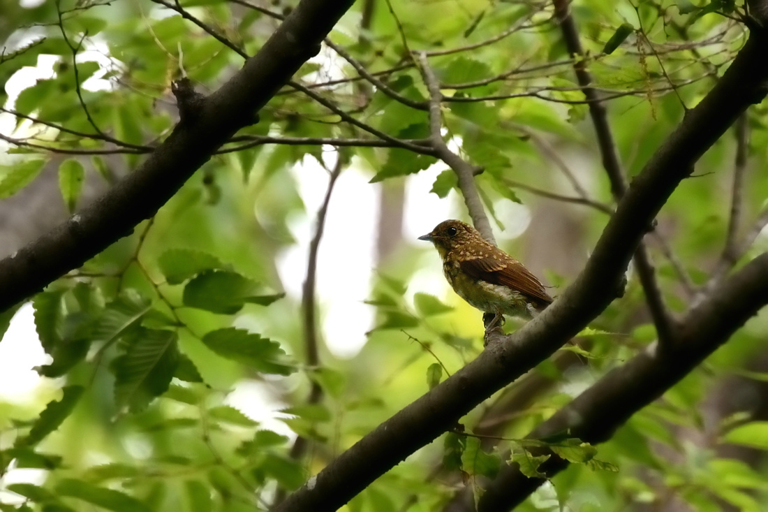 巣立ち直後 キビタキ幼鳥 オオルリ幼鳥_f0053272_23071369.jpg