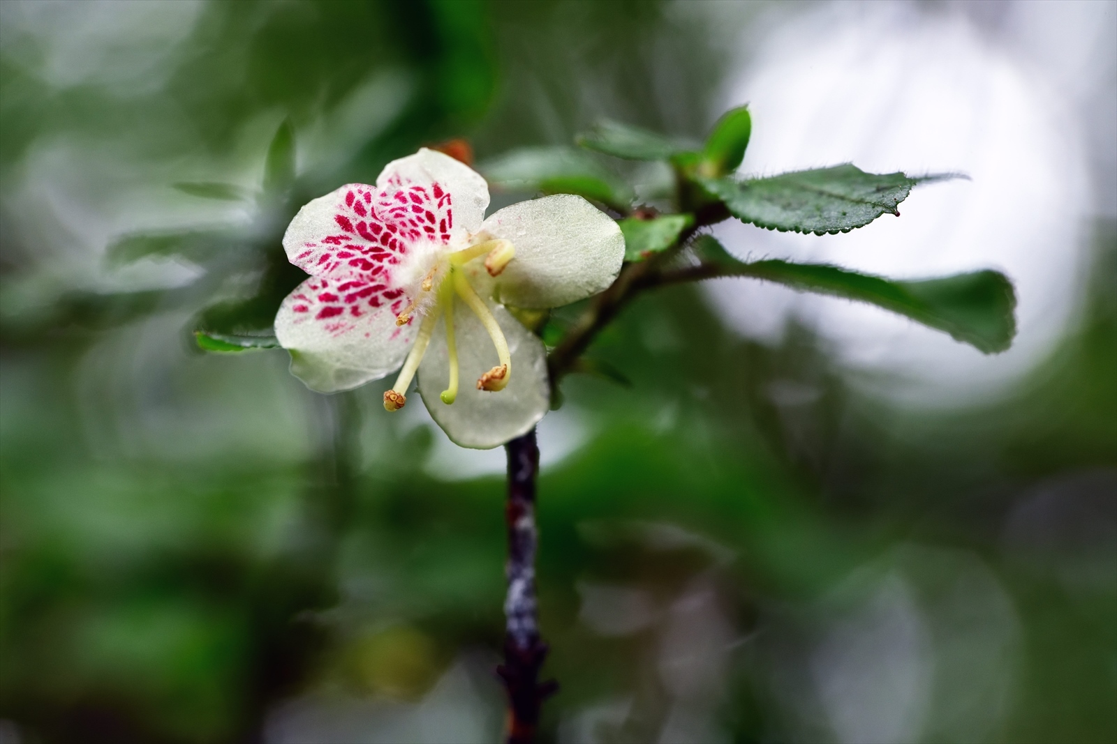 201 山採り バイカツツジ 4 山採り バイカツツジ 落葉樹