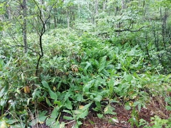 c0212083_17010269.jpg