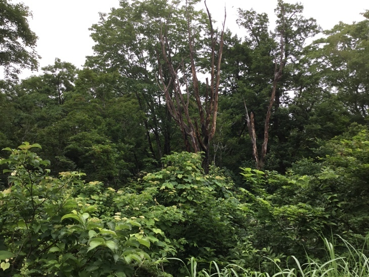 d0356192_20503619.jpeg