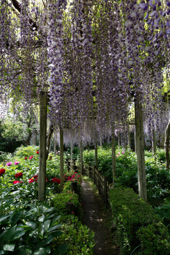 石光寺の芍薬_e0366896_16442108.jpg