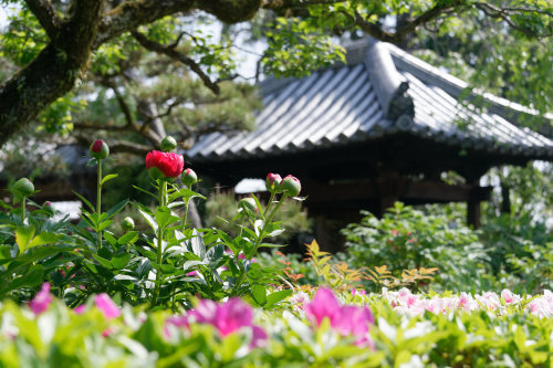 石光寺の芍薬_e0366896_16445349.jpg