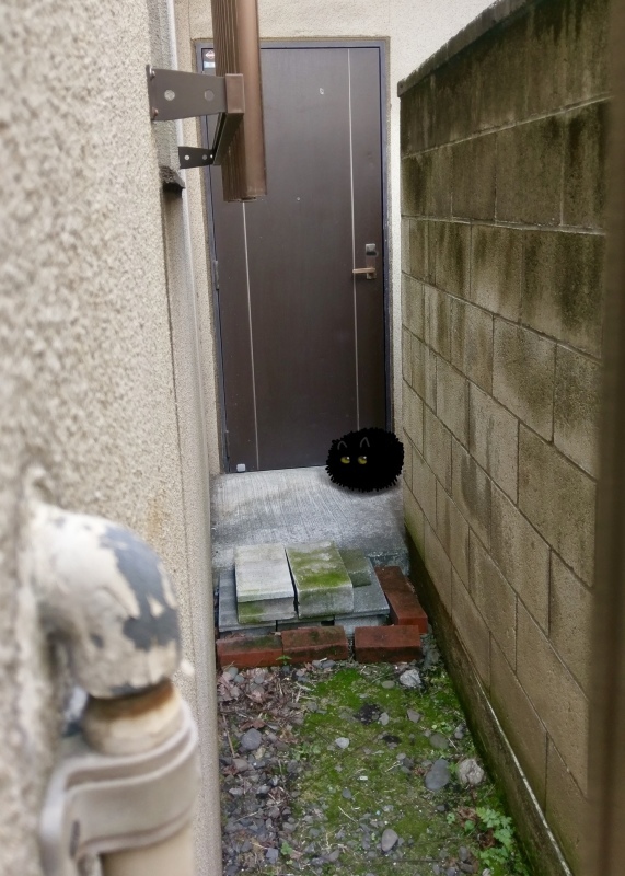 野良猫の話_e0413199_11135313.jpeg