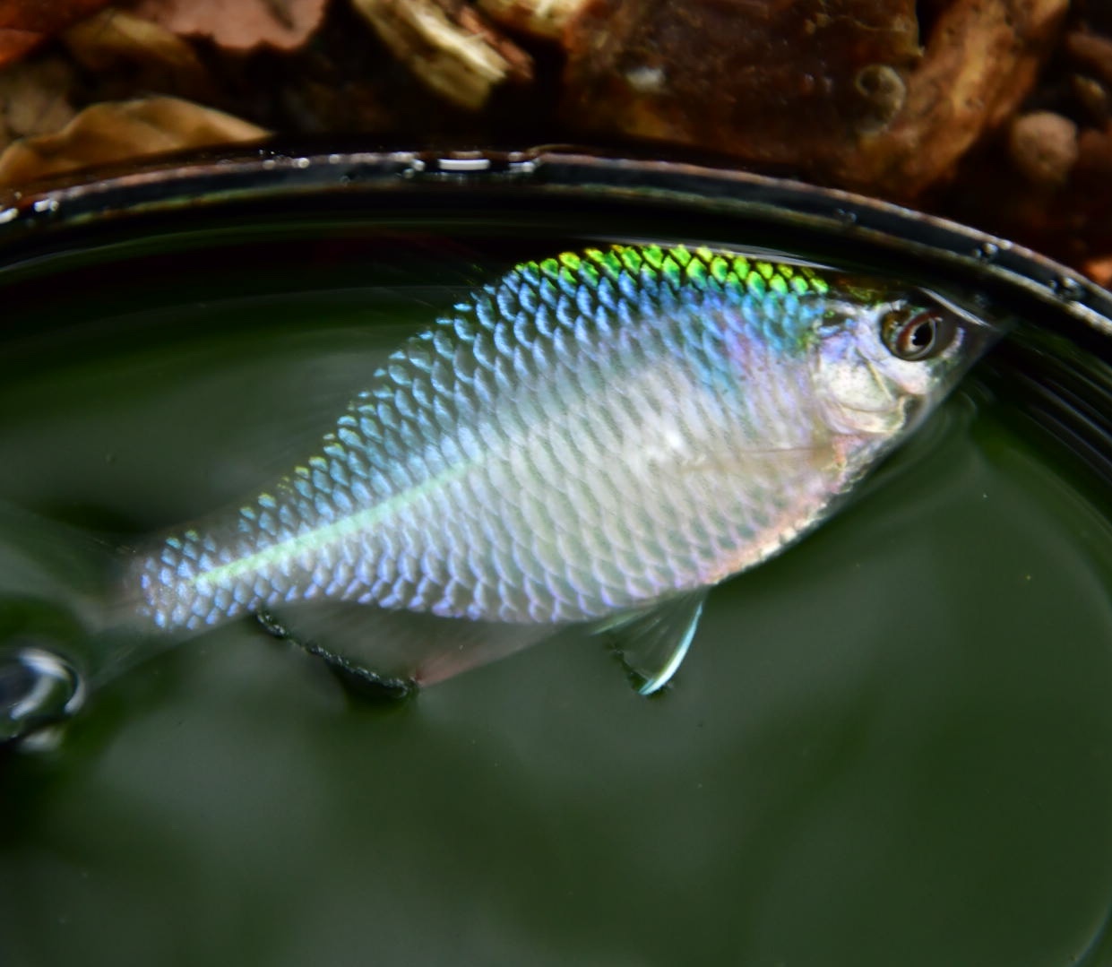 たなご釣り Sauntering たなご釣り Sauntering