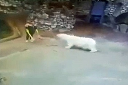モスクワ動物園の女性スタッフが突進してきたムルマを冷静にホウキで追い払う_a0151913_0175759.jpg