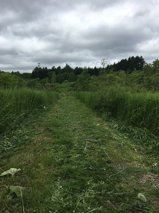 2019年6月30日(日)【支援活動】NPO新山川草木 22世紀の森 下草刈り_c0173813_11255661.jpg
