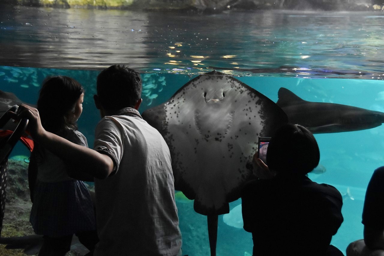 新江ノ島水族館 BLUE BLUE BLUE_d0065116_21232739.jpg