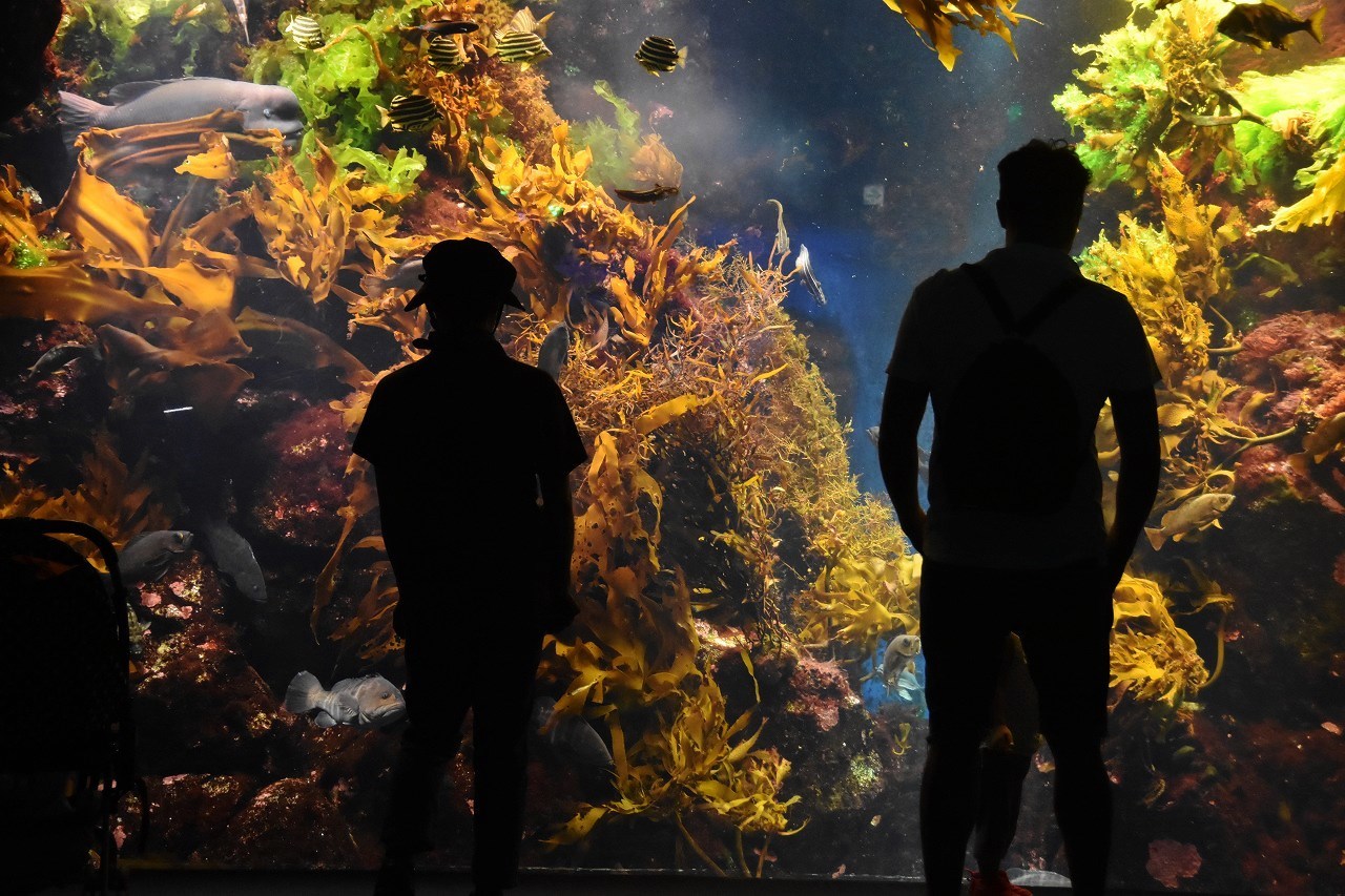 新江ノ島水族館 BLUE BLUE BLUE_d0065116_21310347.jpg