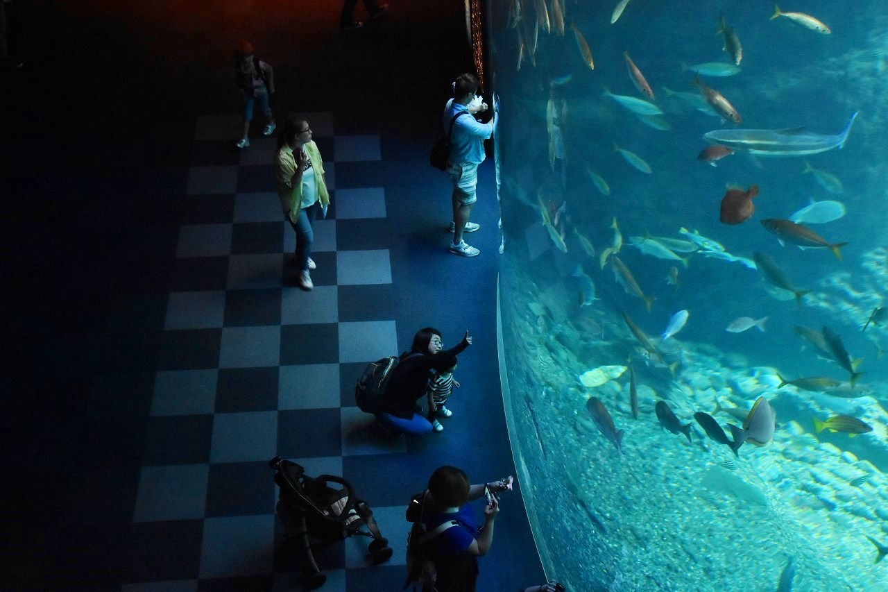 新江ノ島水族館 BLUE BLUE BLUE_d0065116_21321736.jpg