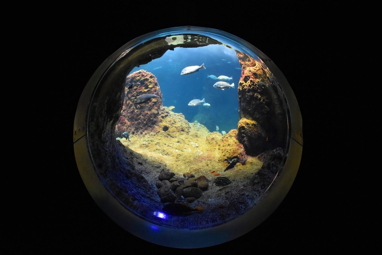 新江ノ島水族館 BLUE BLUE BLUE_d0065116_21324188.jpg