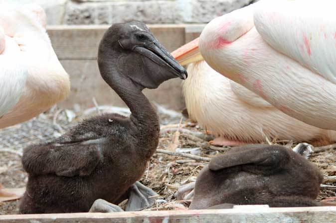多摩動物公園ひな祭り~ペリカンのヒナは黒かった_b0355317_22223443.jpg