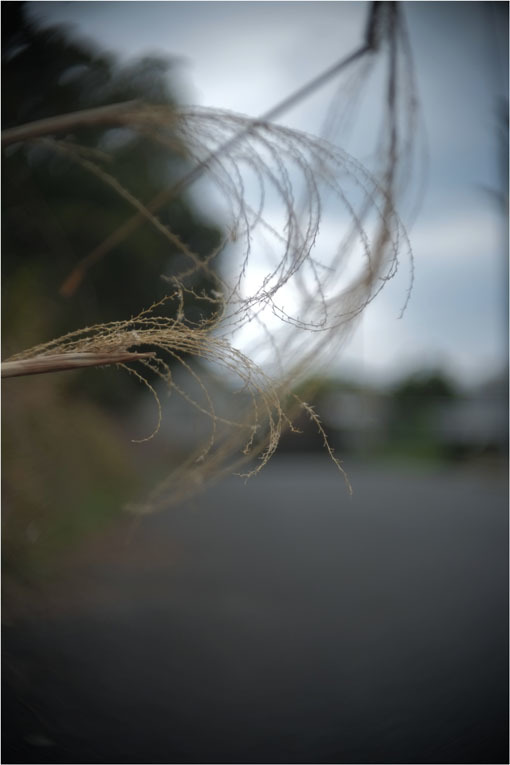 2095　どこかチープ（2018年3月22日スーパーコーマット37.5mmF1.9、奈良町写真で本ブログ初見参）_b0226423_22012783.jpg