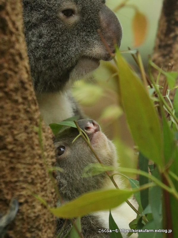 王子コアラ ウミちゃんの赤ちゃん その3 ママとお食事 こらくふぁーむ 王子コアラ ウミちゃんの赤ちゃん その3 ママとお食事 こらくふぁーむ