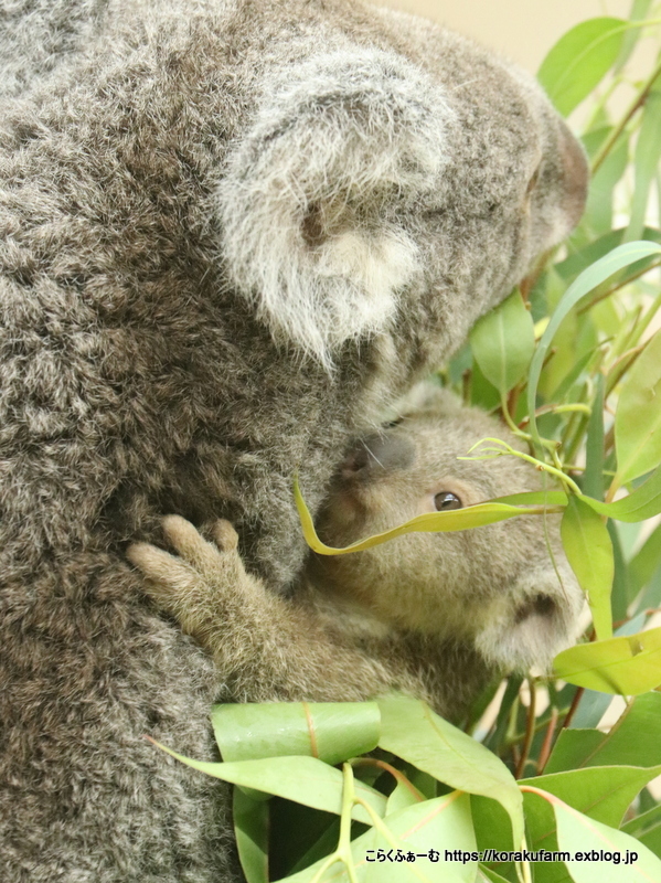 王子コアラ ウミちゃんの赤ちゃん その3 ママとお食事 こらくふぁーむ 王子コアラ ウミちゃんの赤ちゃん その3 ママとお食事 こらくふぁーむ