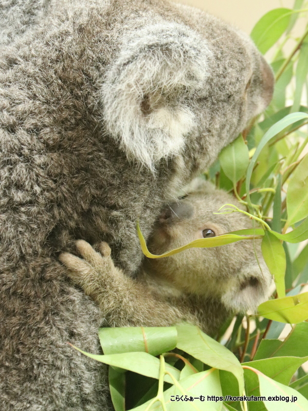 王子コアラ ウミちゃんの赤ちゃん その3 ママとお食事 こらくふぁーむ